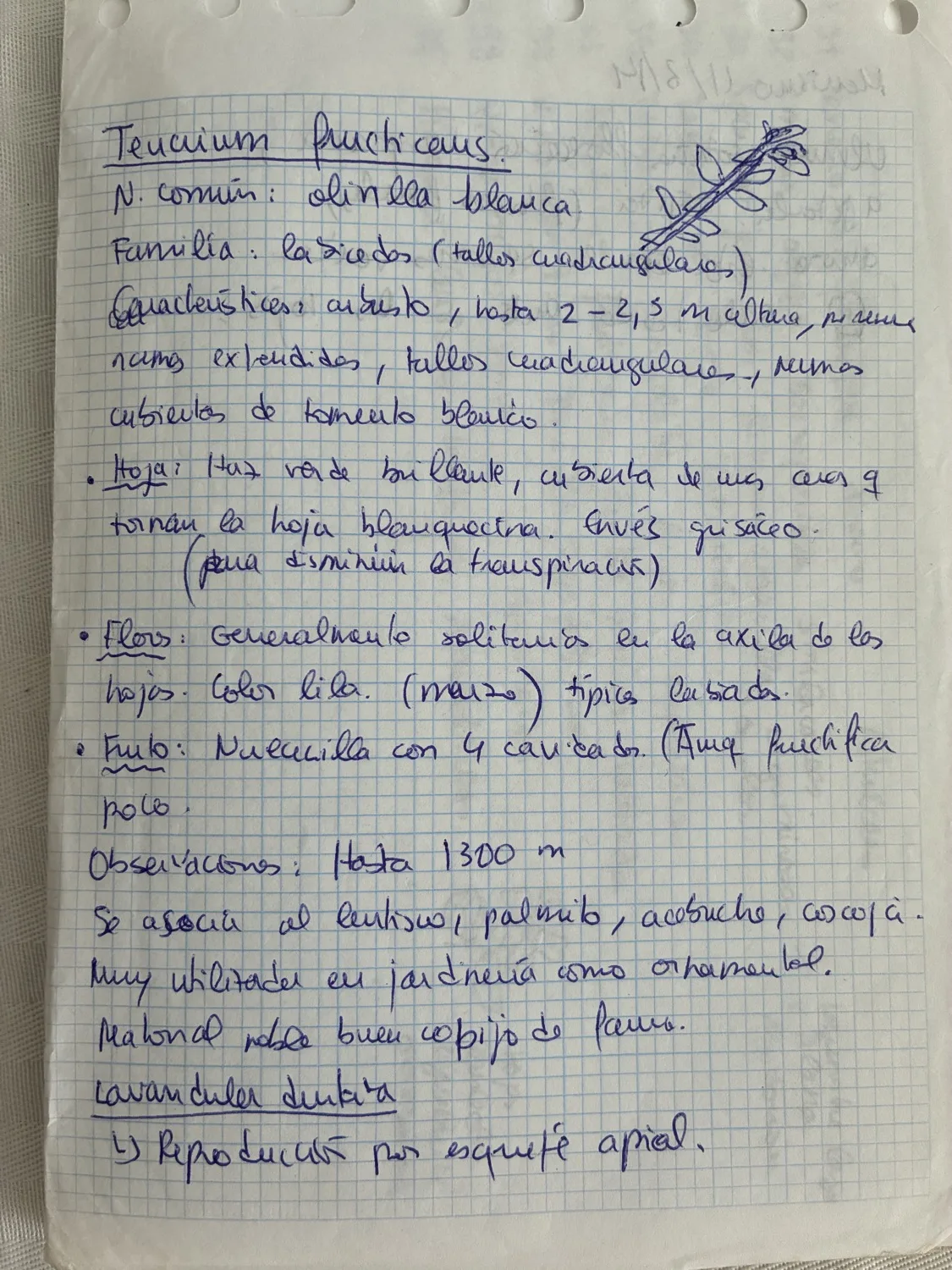 Handwritten Spanish botanical study notes on Teucrium fruticans